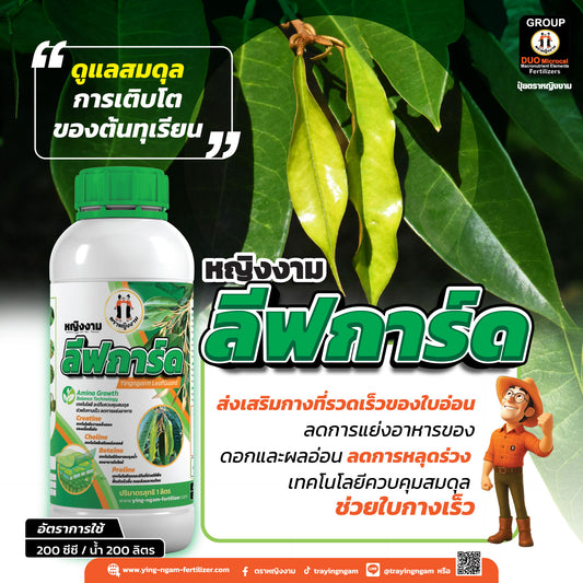 หญิงงามลีฟการ์ด  1 ลิตร